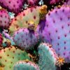 Rainbow Cactus Art Print By Justina Blakeney