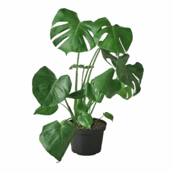 Philodendron Monstera Split-Leaf -Jungalow 8 MONSTERA 1 1800x1800 removebg preview