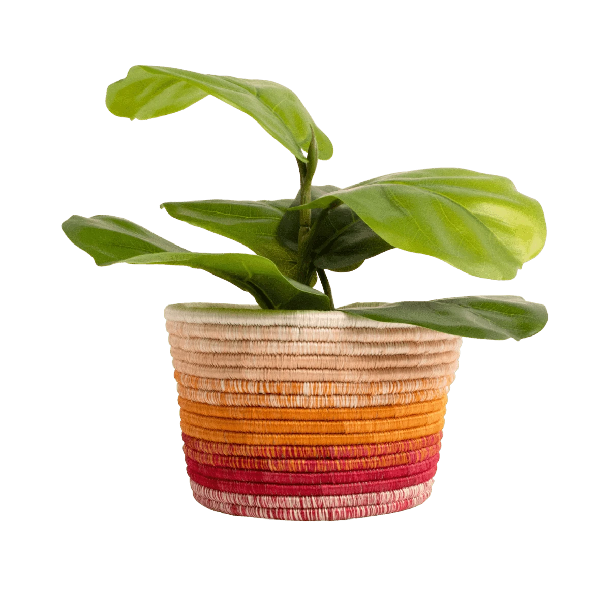 Dawn Ombre Planter 1 Dawn Ombre Planter