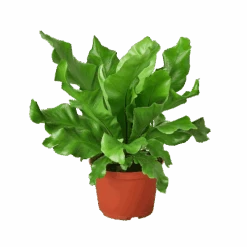 Bird's Nest Nidus Fern