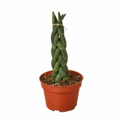 Snake Plant Braided