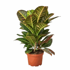 Croton Petra