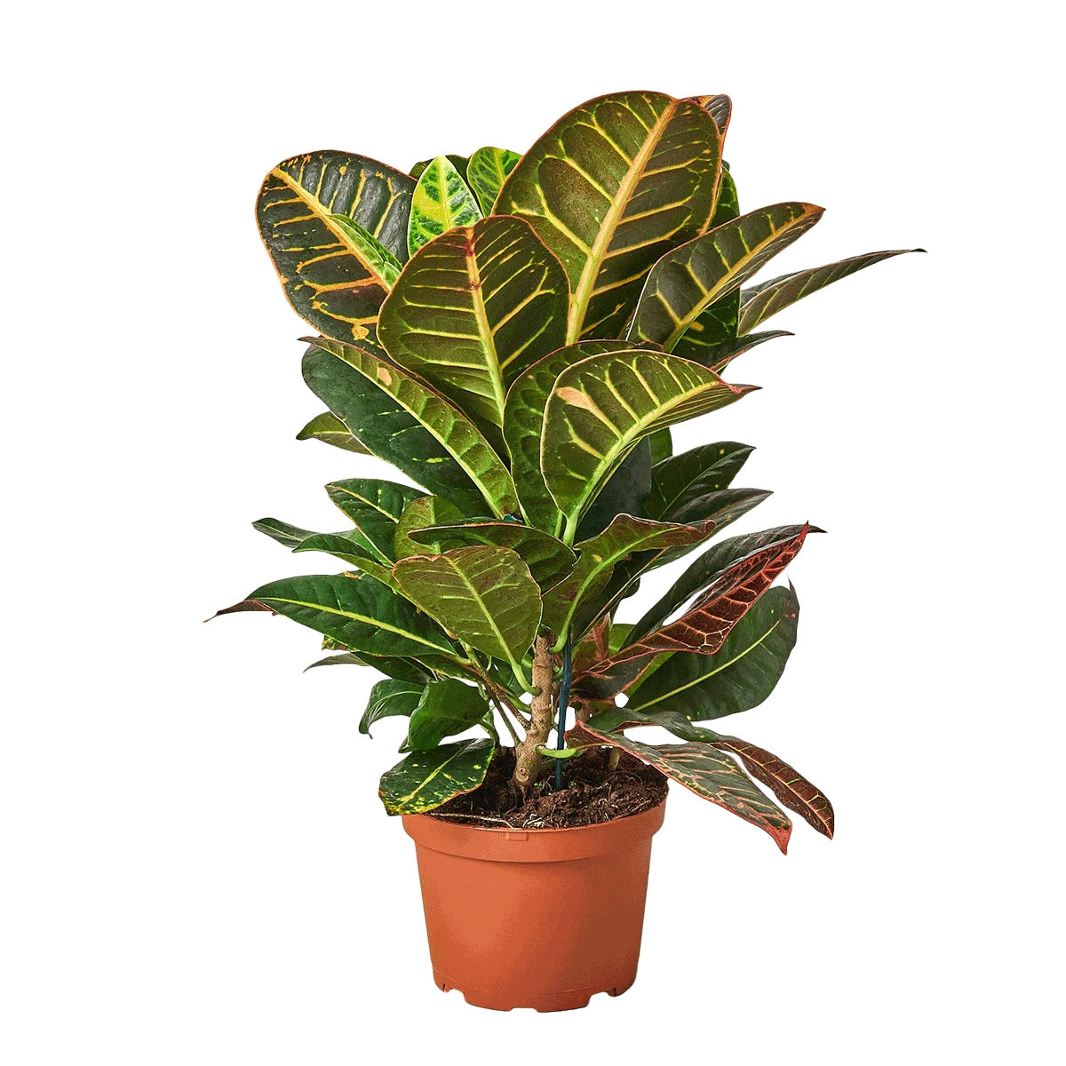 Croton Petra 1 Croton Petra