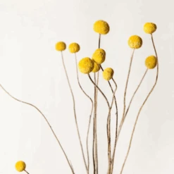 Lotte Dried Yellow Billy Ball Bouquet -Jungalow dried yellow billy balls best dried flowers and dried bouquets 30596750016564 PhotoRoom
