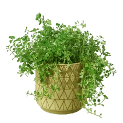 Diamond Planter