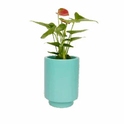 Jungalow Carribean Green Kaya Vase By Justina Blakeney™