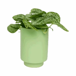 Jungalow Kiwi Green Kaya Vase By Justina Blakeney™ -Jungalow kiwiplanter2 b253b3a0 ce74 402f b369 045bc646cca7