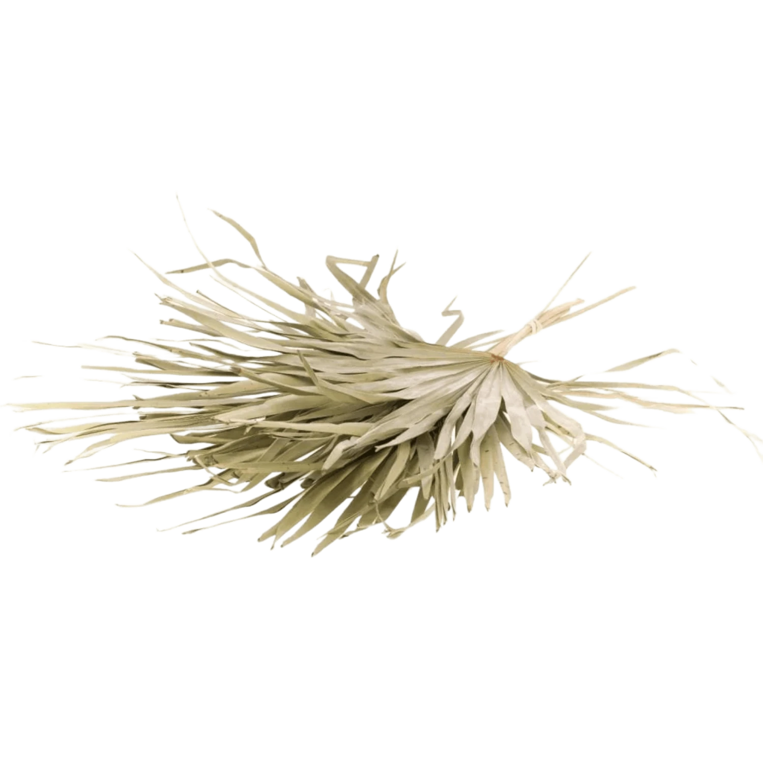Elisa Natural Fringe Palm Bunch 2 Elisa Natural Fringe Palm Bunch - Image 2