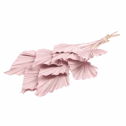 Rose Palm Bouquet -Jungalow pink spade palm best dried flowers and dried bouquets 30550881501236 PhotoRoom