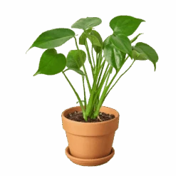 Philodendron Monstera Split-Leaf -Jungalow plant1